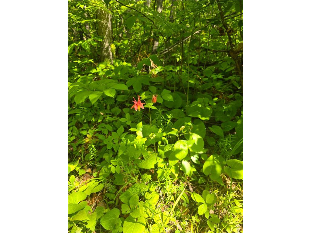 TBD Town Road 166 Littlefork MN 56653 6734834 image10