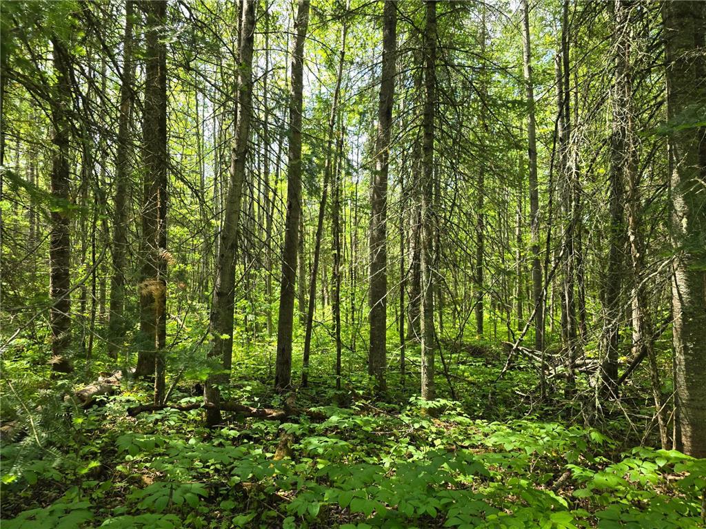 TBD Town Road 166 Littlefork MN 56653 6734834 image6