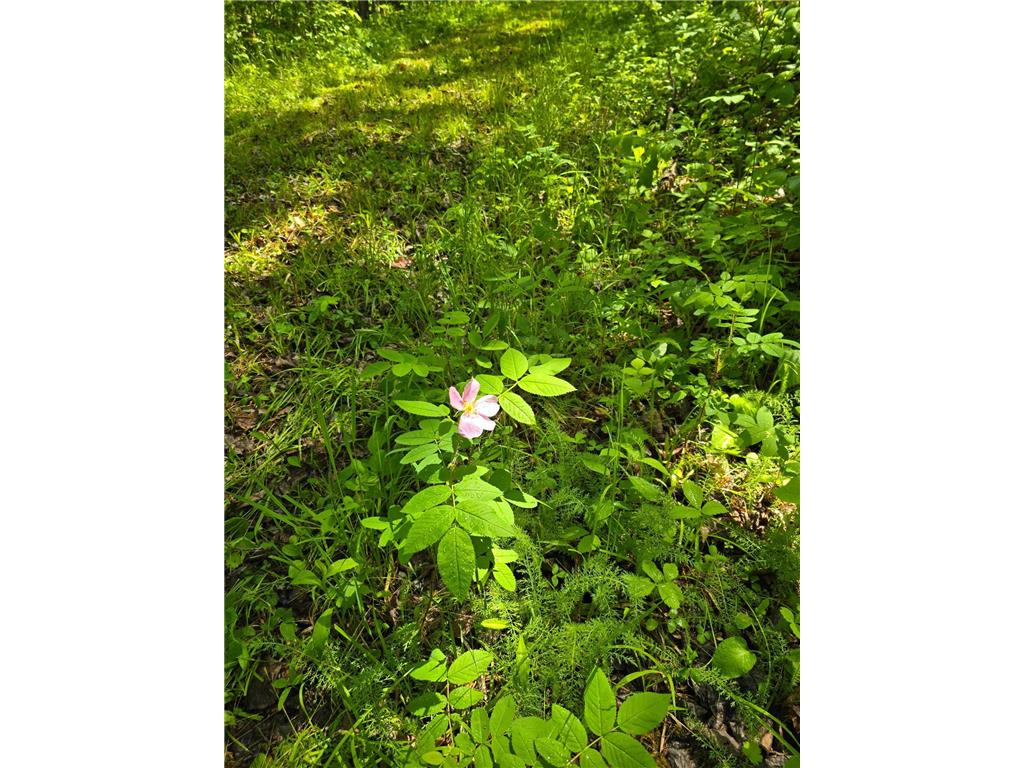 TBD Town Road 166 Littlefork MN 56653 6734834 image7