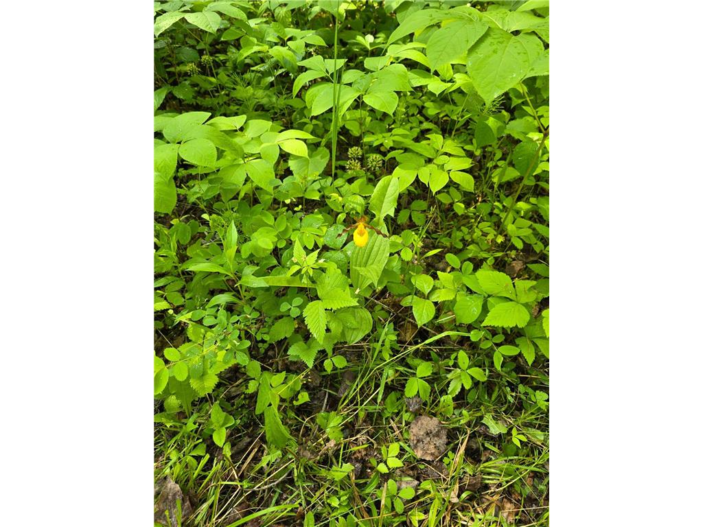 TBD Town Road 166 Littlefork MN 56653 6734834 image8