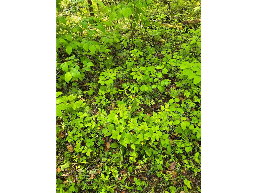 TBD Town Road 166 Littlefork MN 56653 6734834 image9