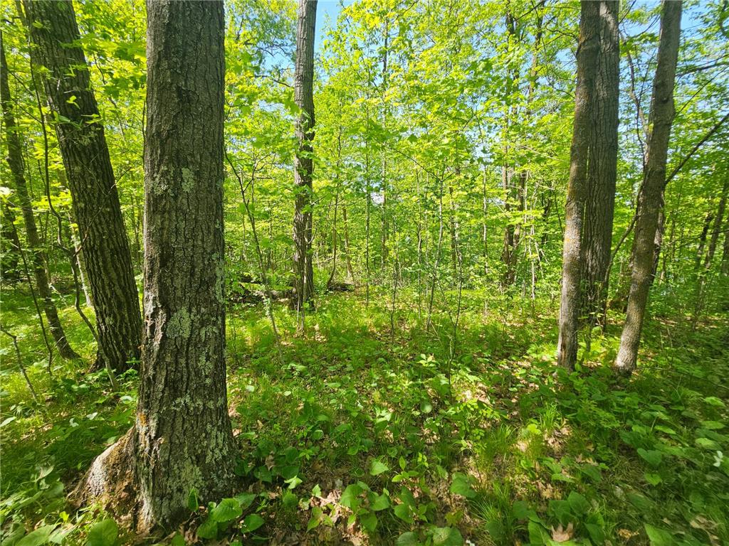 TBD Tract B Swanson Road Deerwood MN 56444 - Ann 7059587 image9