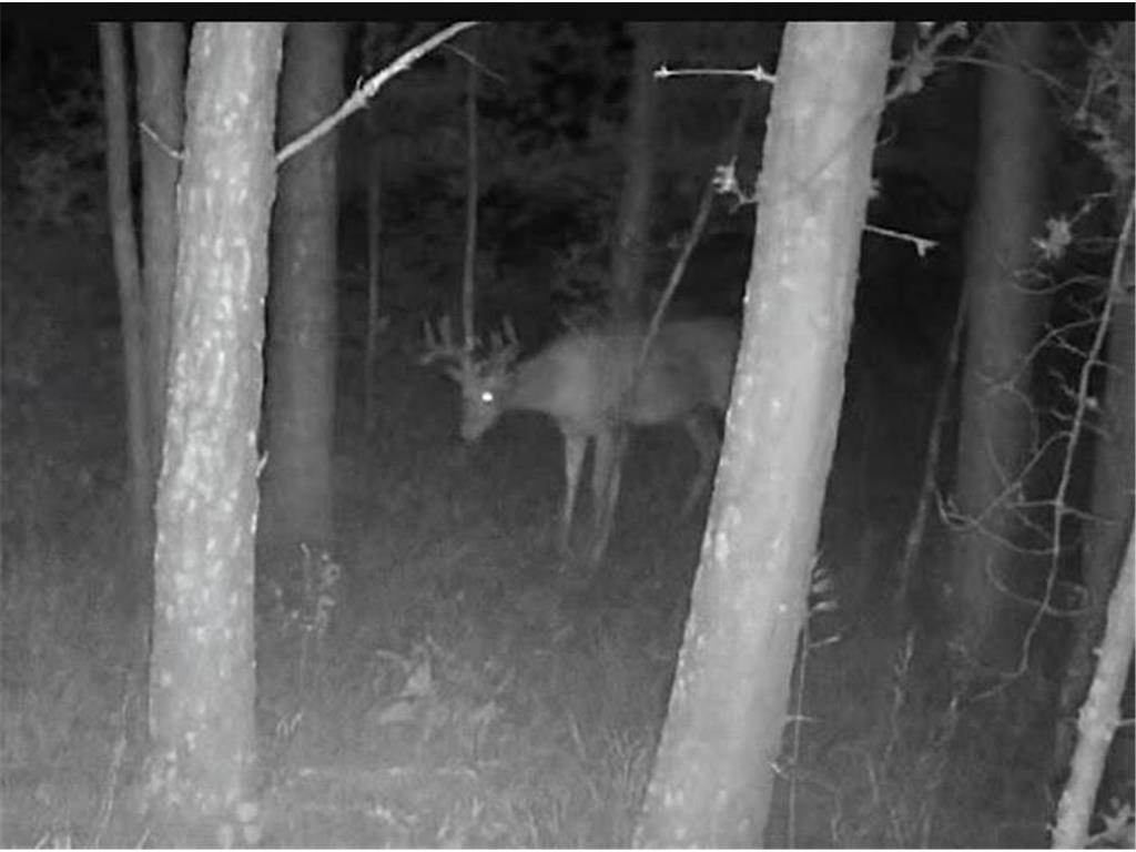 TBD US HWY 2 Bagley MN 56621 - Sabe 7071641 image14
