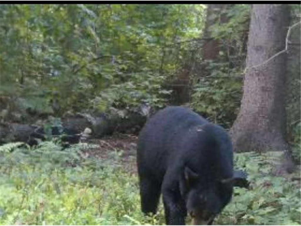 TBD US HWY 2 Bagley MN 56621 - Sabe 7071641 image16
