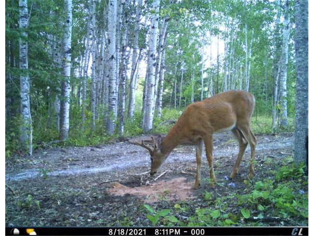 TBD W County Road 3 Ray MN 56669 6791696 image6