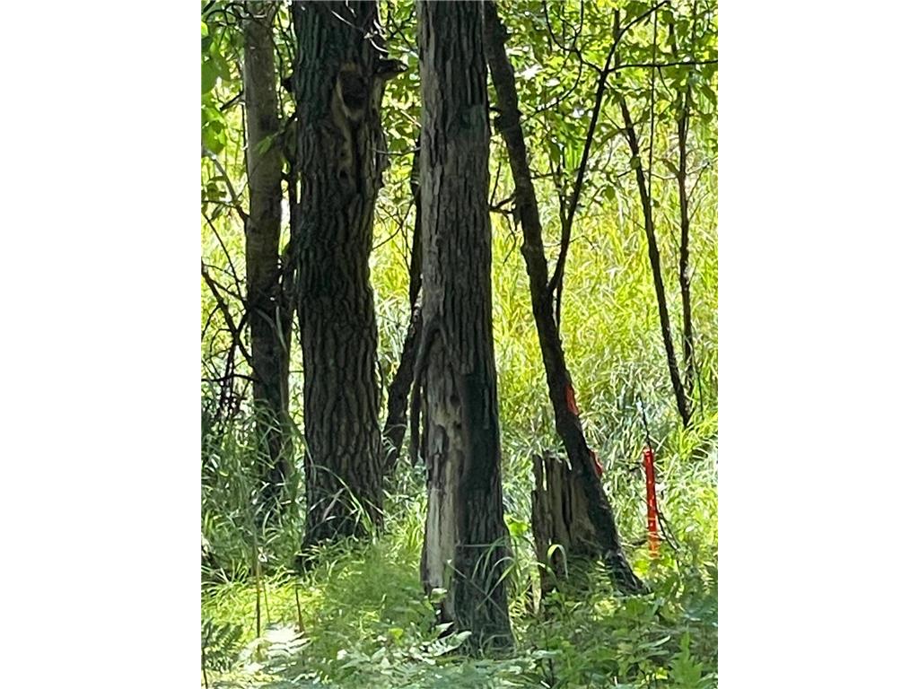 TBD Wedgewood Road NW Walker MN 56484 - Leech Lake 6699704 image3