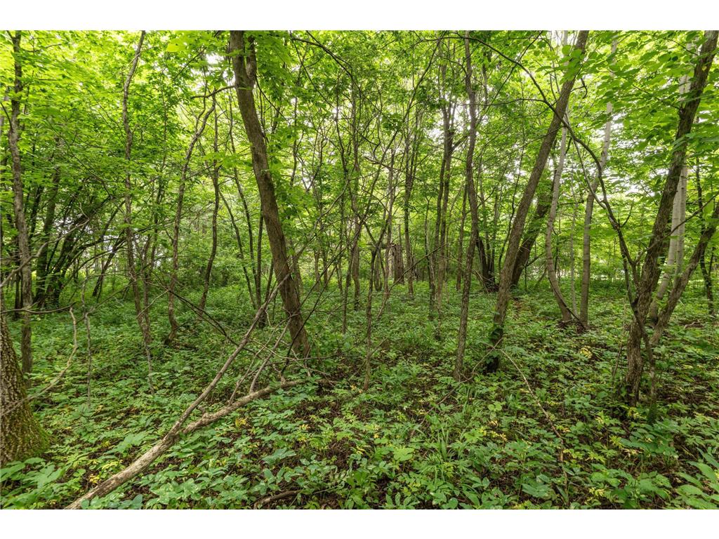 TBD West Point Trail Amor Twp MN 56576 - Otter Tail 6774486 image7