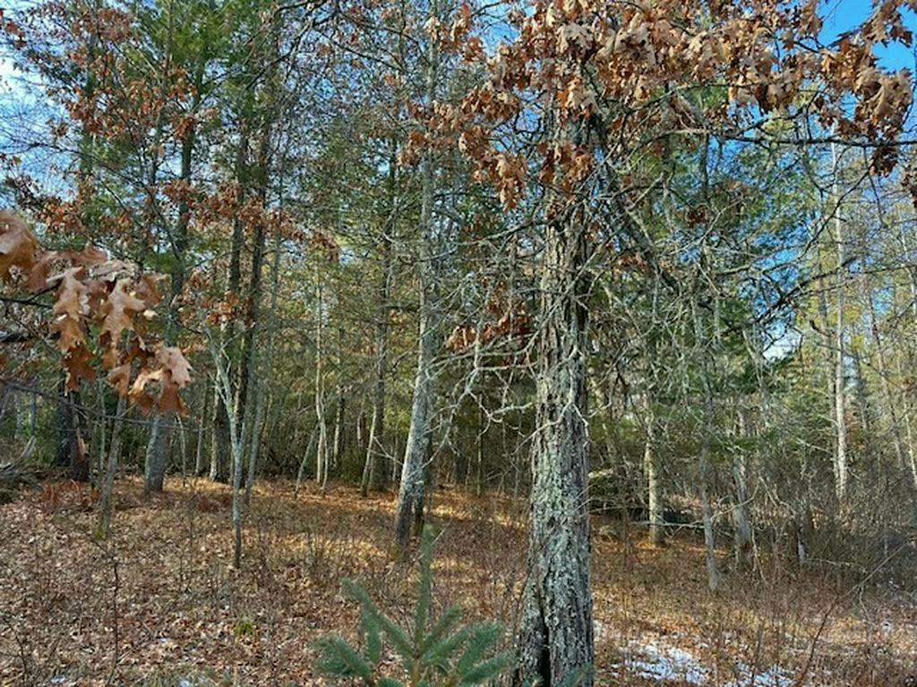 TBD Wildwood Ave Nevis MN 56467 6684691 image5