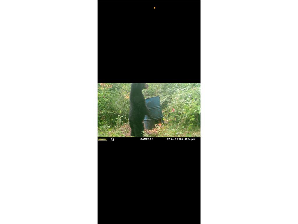 593xx Wolf Creek Rd Fleming Twp MN 55712 7061494 image14