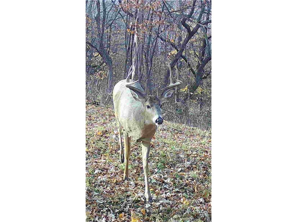TBD (XXX) Florence Trail Milaca MN 56353 - Rum River 7074992 image18