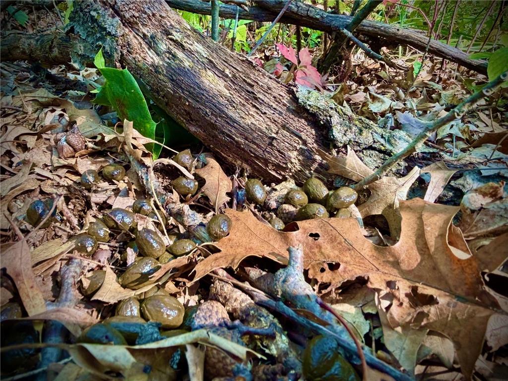 TBD153 River Road Sterling Twp WI 54024 6799481 image46