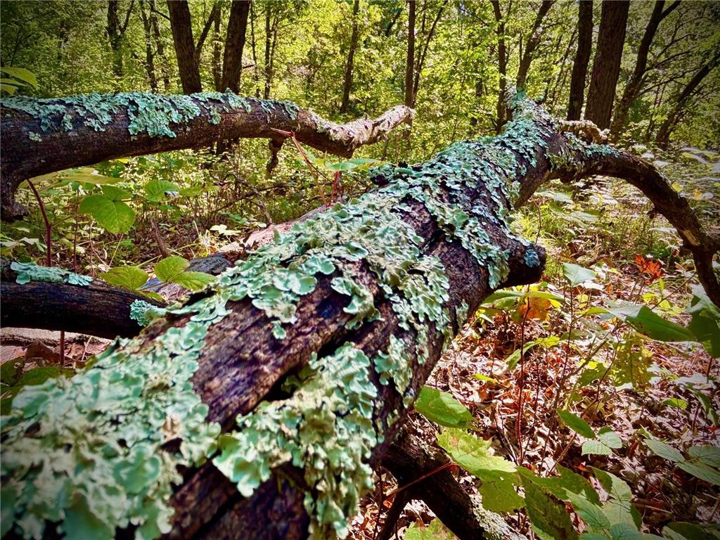 TBD153 River Road Sterling Twp WI 54024 6799481 image47