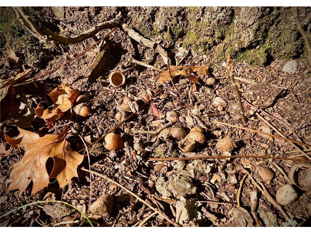 TBD153 River Road Sterling Twp WI 54024 6799481 image50