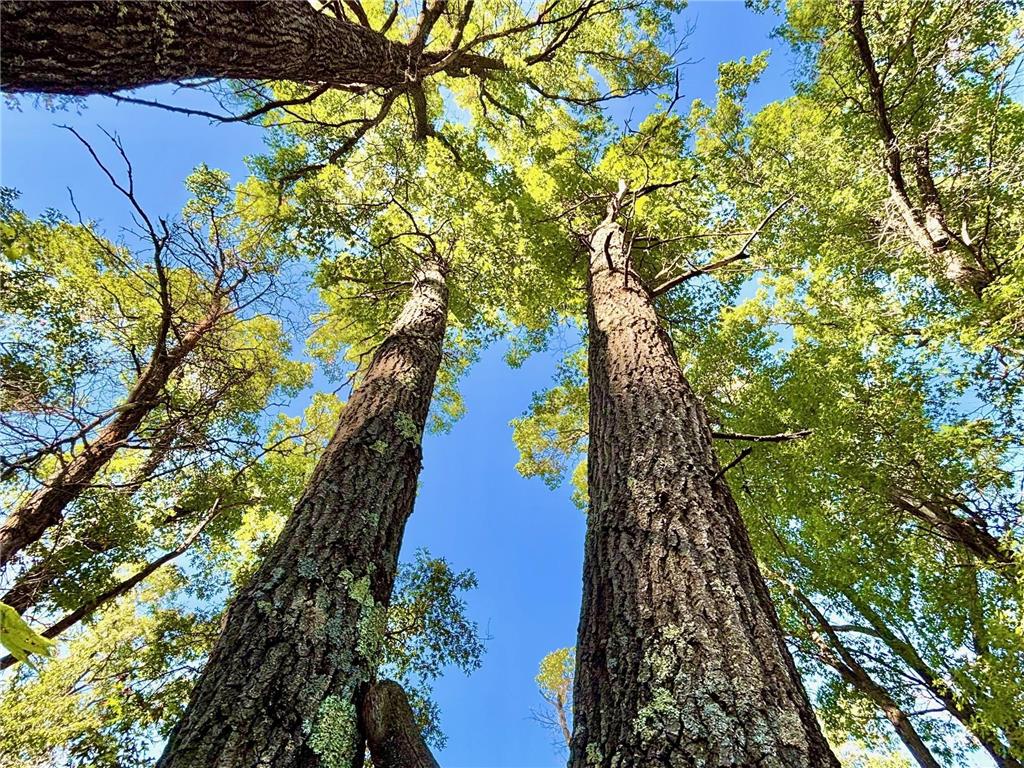 TBD153 River Road Sterling Twp WI 54024 6799481 image52