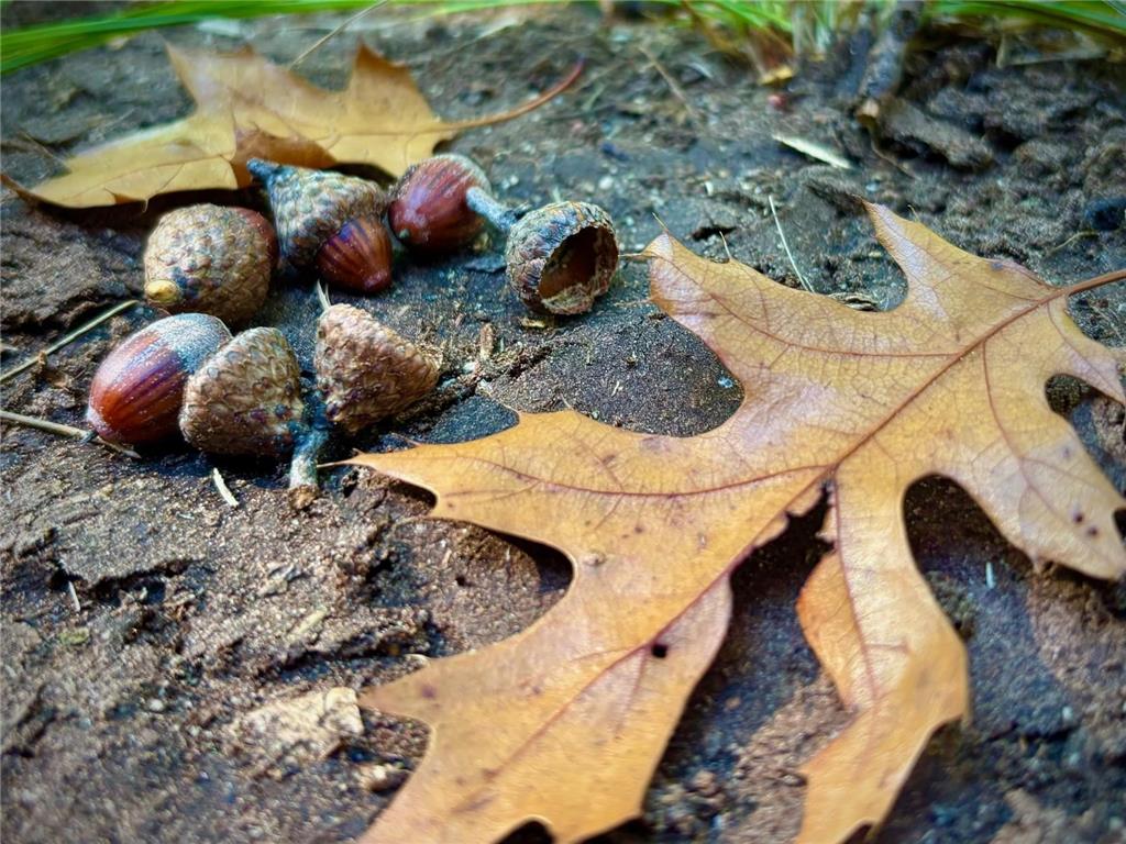 TBD153 River Road Sterling Twp WI 54024 6799481 image60