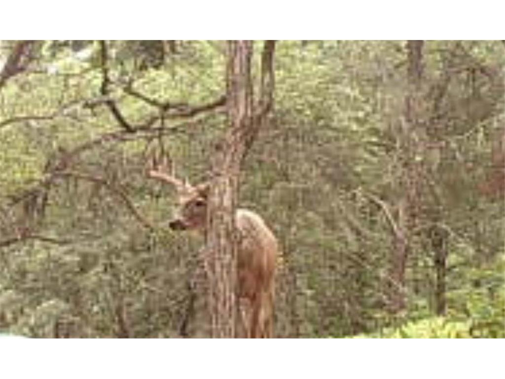 TBD153 River Road Sterling Twp WI 54024 6799481 image82