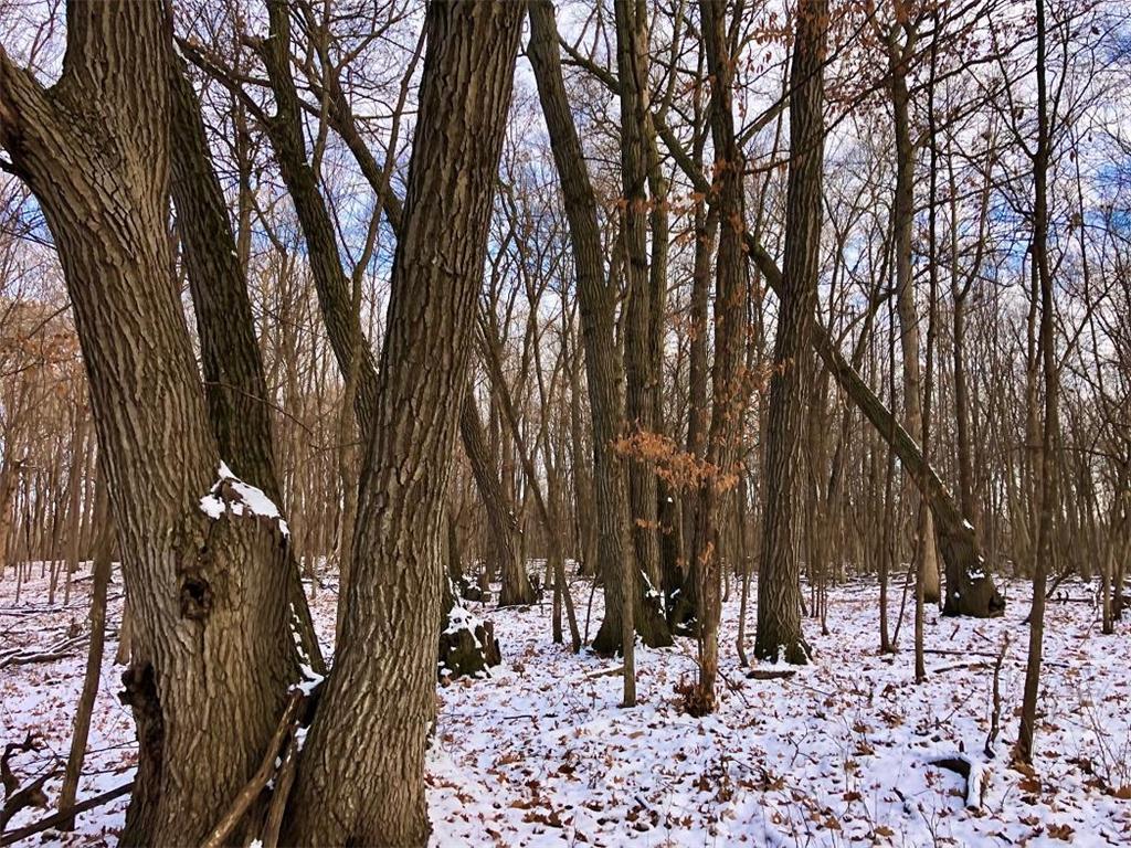 TBD30 Cherokee Road Wilson Twp MN 55972 6813240 image23