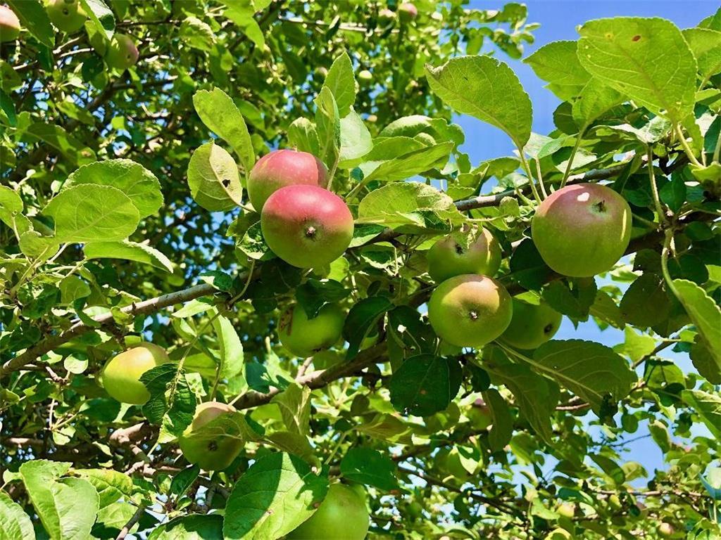 TBD30 Cherokee Road Wilson Twp MN 55972 6813240 image25