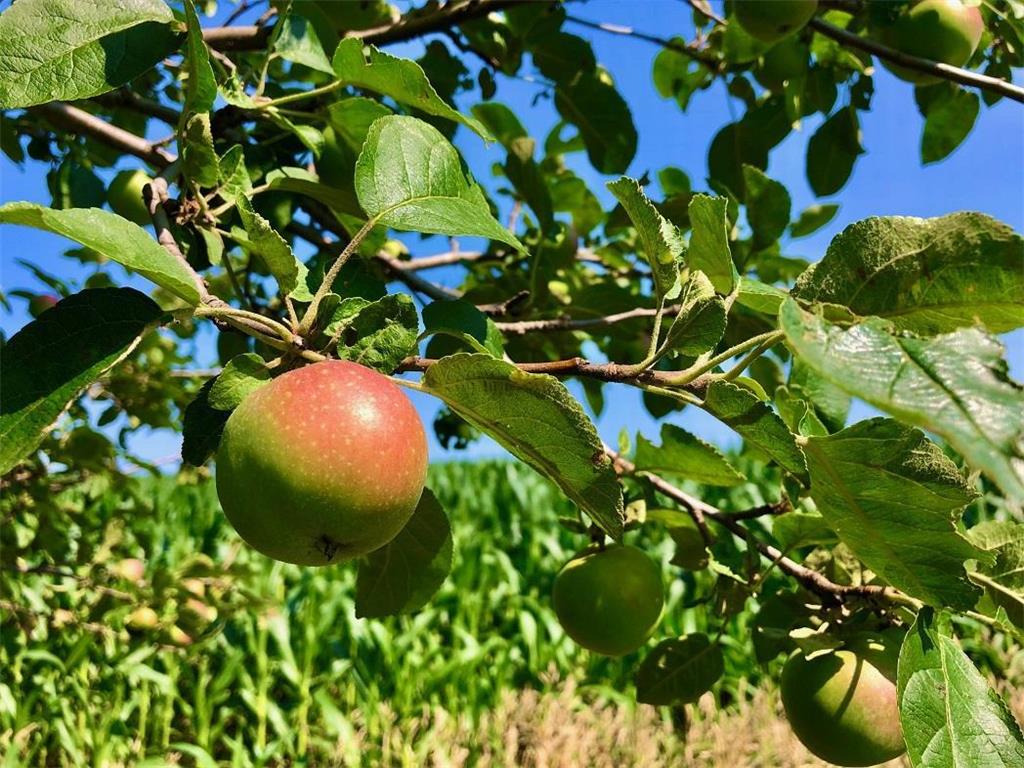 TBD30 Cherokee Road Wilson Twp MN 55972 6813240 image26