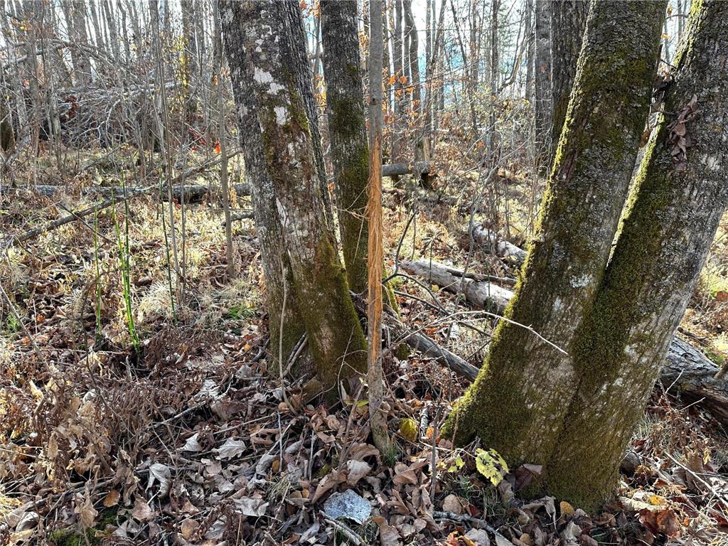 TBDxx State Hwy 65 Verdon Twp MN 55752 - Mississippi 6811415 image10