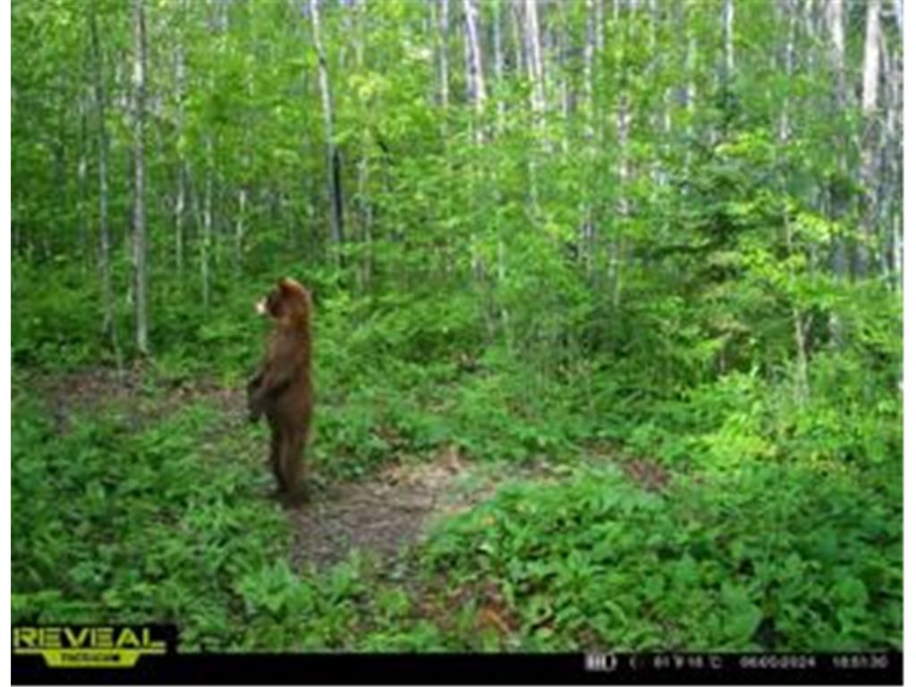 TBDxx State Hwy 65 Verdon Twp MN 55752 - Mississippi 6811415 image31