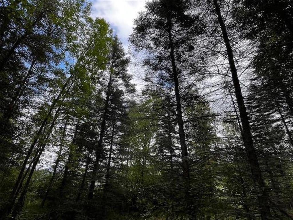 Tract A Jewel Drive Park Rapids MN 56470 - Bad Axe 6782220 image22