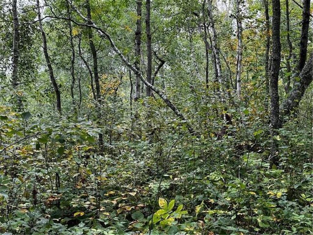 Tract A Jewel Drive Park Rapids MN 56470 - Bad Axe 6782220 image28