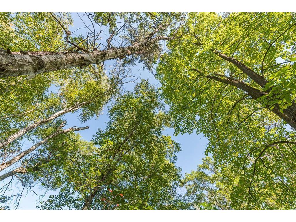 Tract D TBD Little Pine Road Sylvan Twp MN 56401 7057471 image11