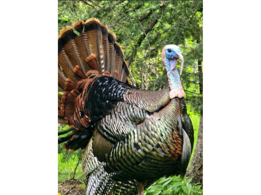 W10415 521st Avenue Prescott WI 54021 7020750 image80