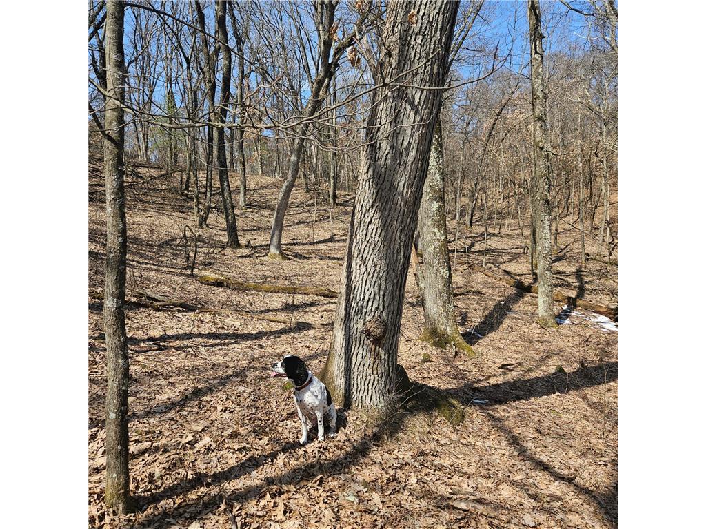 W13942 County Road B Cleveland Twp WI 54741 7048426 image42