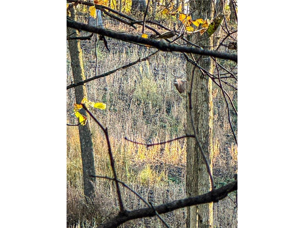 W27022 Whistle Pass Road Dodge WI 54661 7007838 image44