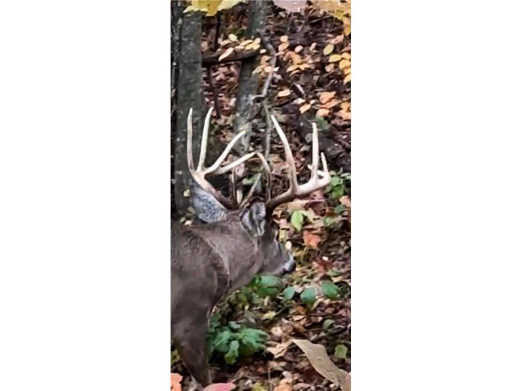 W27022 Whistle Pass Road Dodge WI 54661 7007838 image47