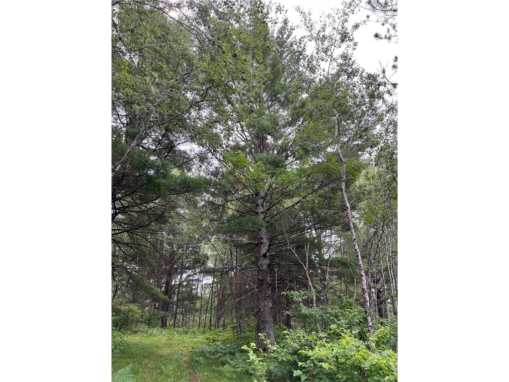 W37XX Frog Creek Road Minong WI 54859 - Frog Creek 6684285 image39