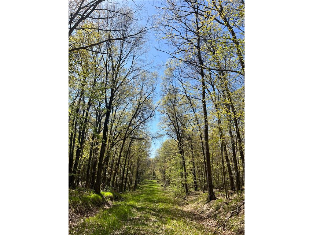 W6474 River Road Trego WI 54888 7075806 image12