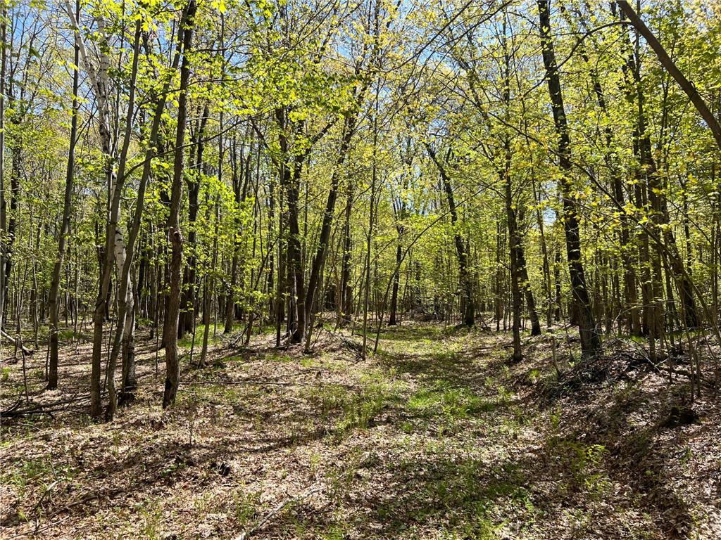 W6474 River Road Trego WI 54888 7075806 image13