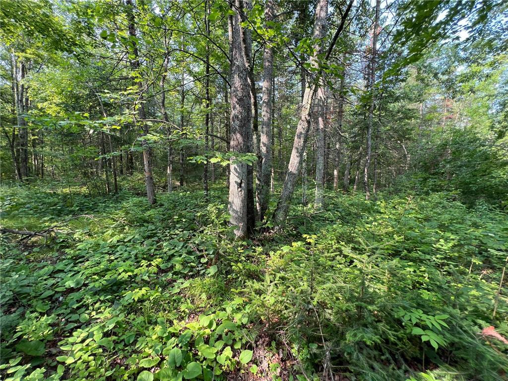 W8804 Timber Trail Flambeau Twp WI 54848 - Thornapple River 7046607 image2