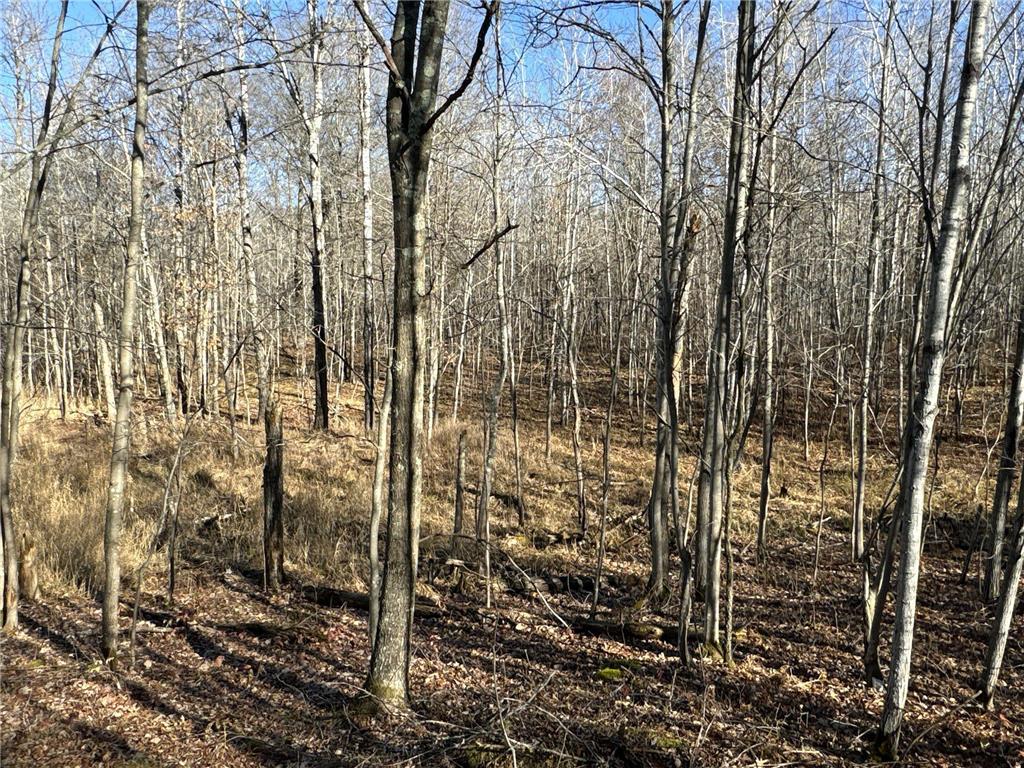 X Barrett Trail Trego WI 54888 6630409 image1