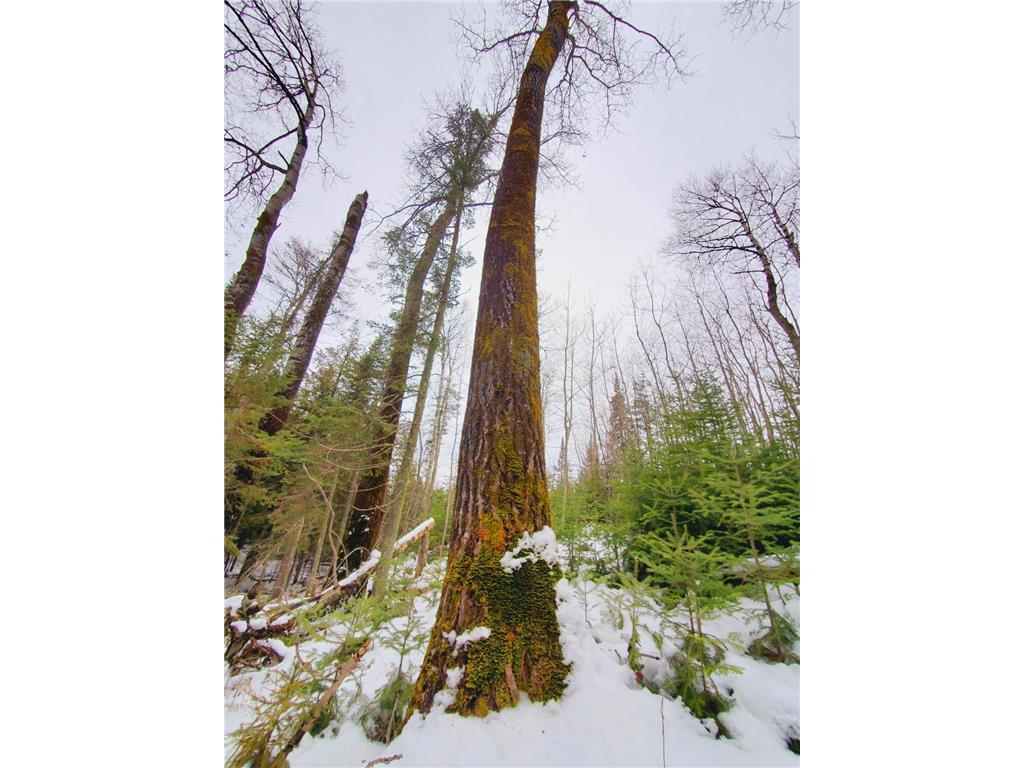 XX10 Lavaque Road, Canosia Twp, MN, 55802 MLS 6481946 Edina Realty