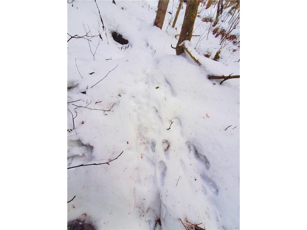 XX10 Lavaque Road, Canosia Twp, MN, 55802 MLS 6481946 Edina Realty