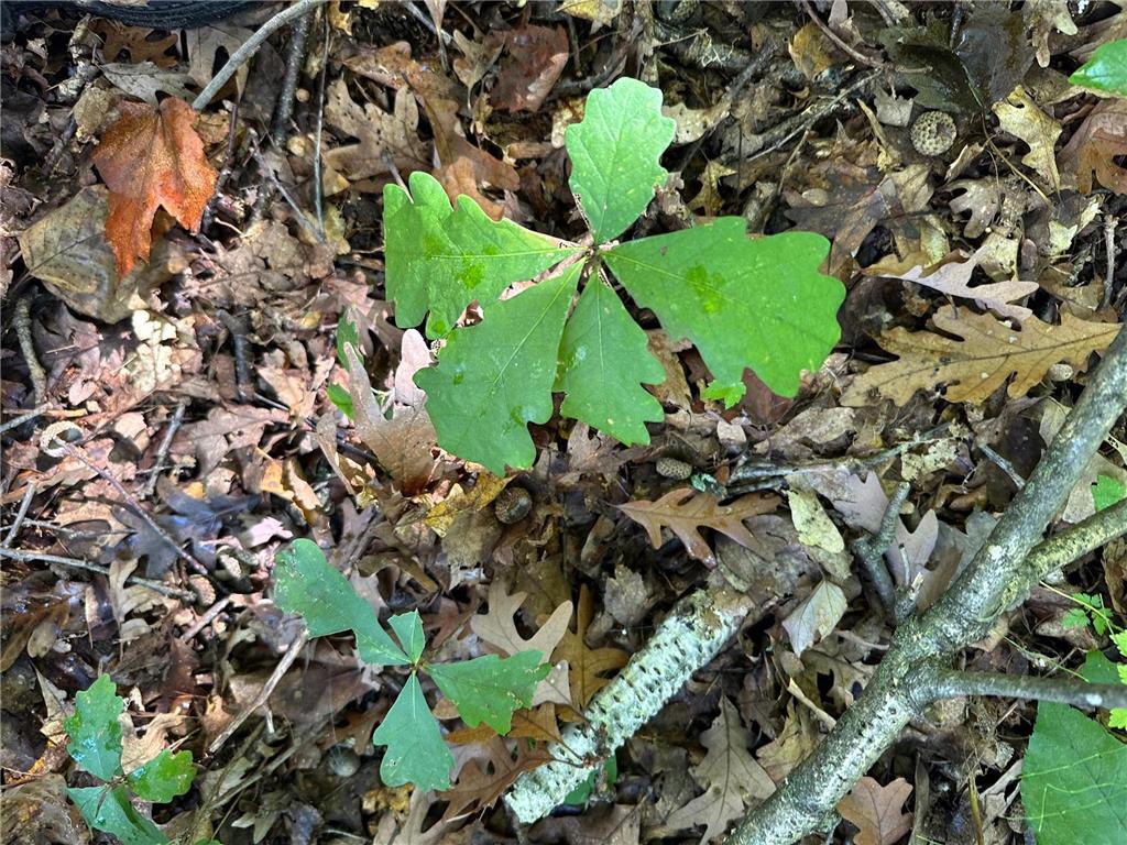 XXX 424th Street Harris MN 55032 6795342 image8