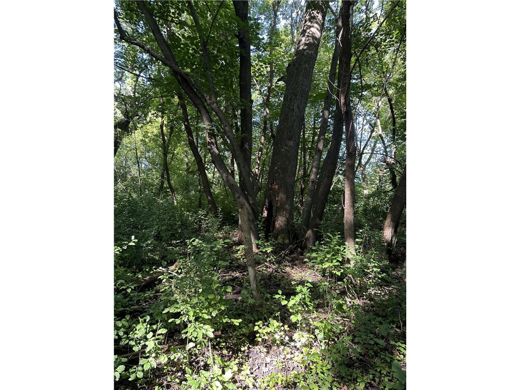 XXX 50th Street SE Franklin Twp MN 55313 6823125 image5