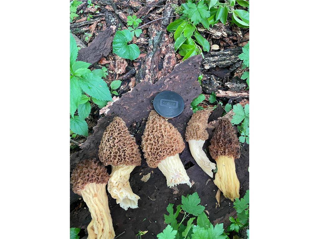 XXX 590th Hartland Twp WI 54723 6654170 image20