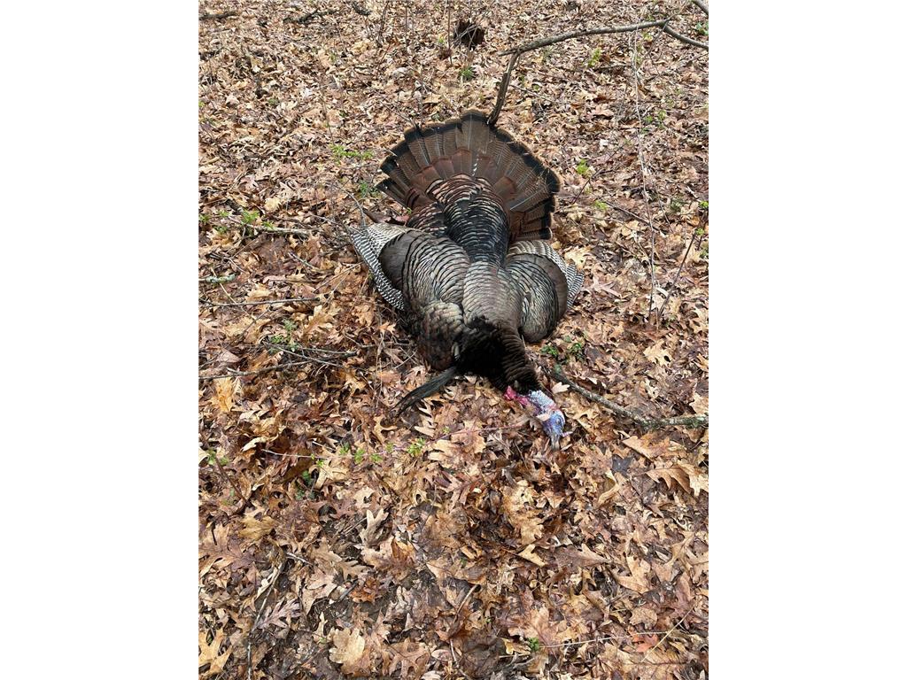 XXX 590th Hartland Twp WI 54723 6654170 image26