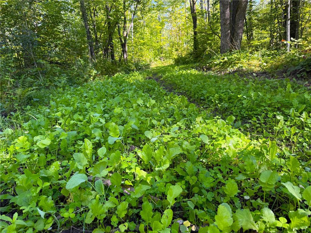 XXX 60th Ave Isle Harbor Twp MN 56386 6782977 image7