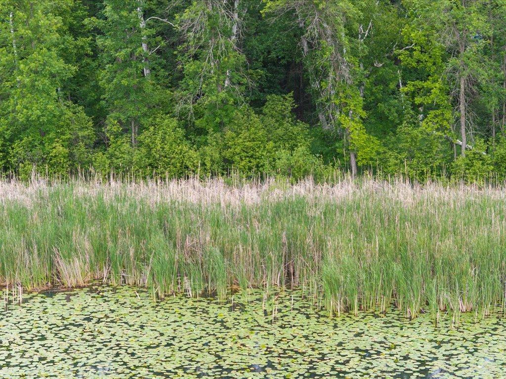 XXX Dog Leg Pelican Twp MN 56472 - Pelican 6741616 image14