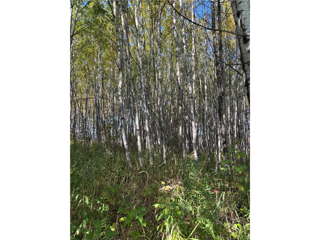 XXX Garfield Street Cloquet MN 55720 7058999 image3
