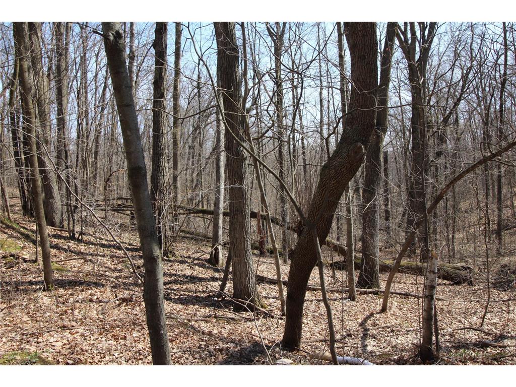 XXX Lake Camille Dr. Randall MN 56475 6712903 image3