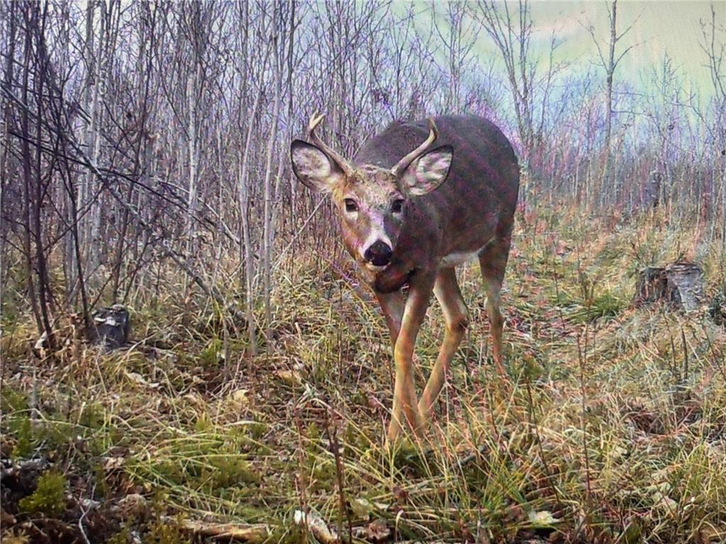 XXX MT Nelson Rd Skelton Twp MN 55707 7094853 image18