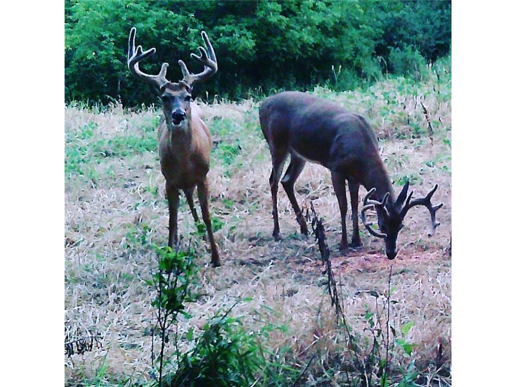 XXX Virgo Street NE North Branch MN 55056 6755918 image6