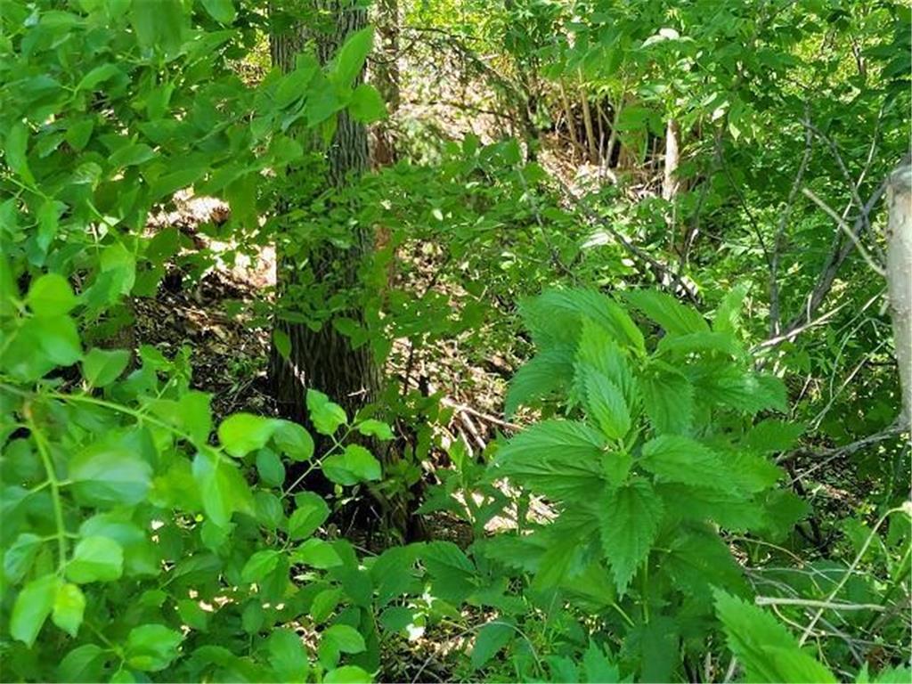 XXX W Church Belle Plaine MN 56011 6678193 image25